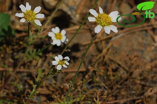 var. aciphylla-İzmir