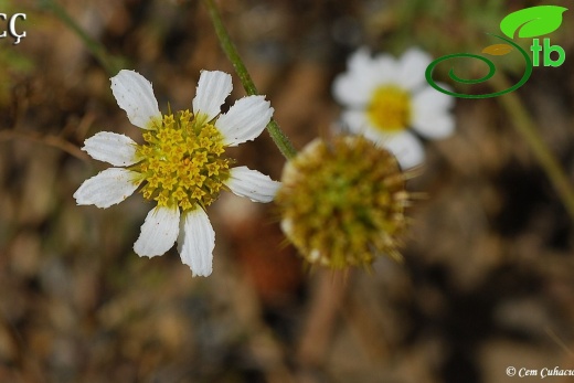 var. aciphylla-İzmir