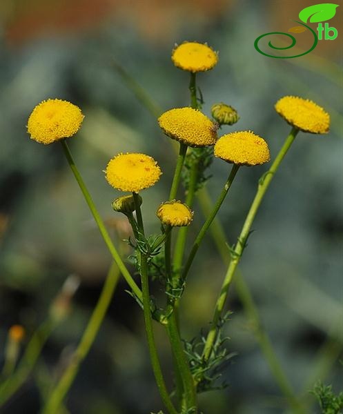 var.discoidea-İzmir