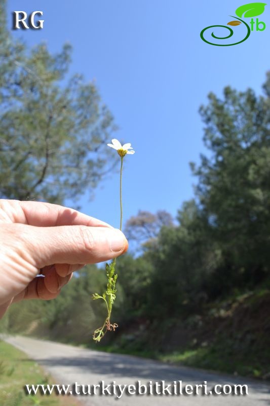 Datça-Muğla