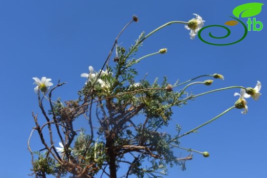 ssp leucanthemoides-Datça-Muğla