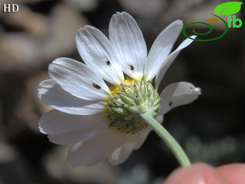 subsp. cassia-İzmit