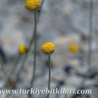 var. pauciloba-Dirmil
