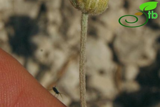 var. pauciloba-Dirmil