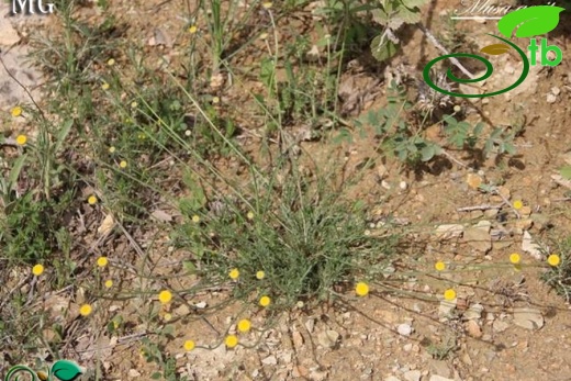 var. pauciloba- Mardin