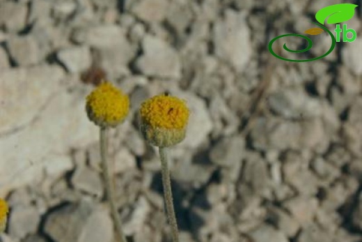 var. pauciloba-Dirmil
