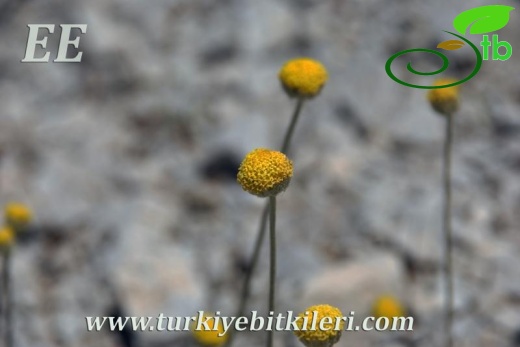 var. pauciloba-Dirmil