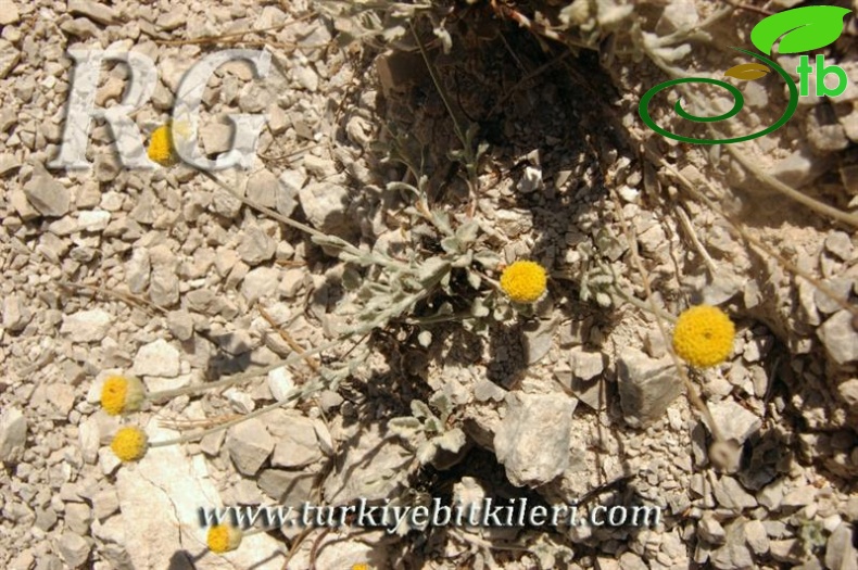 var. pauciloba-Dirmil