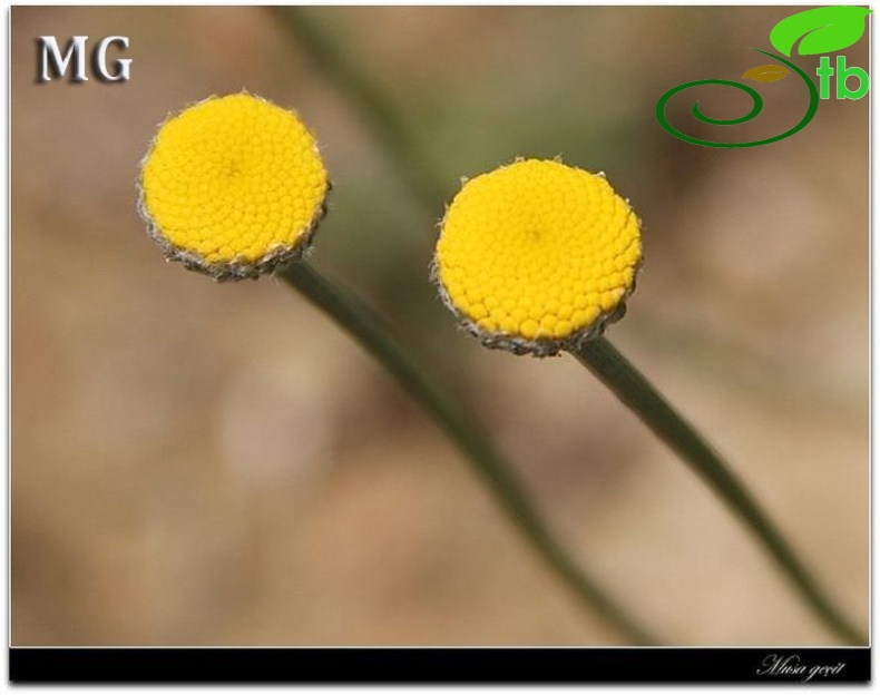 var. pauciloba- Mardin