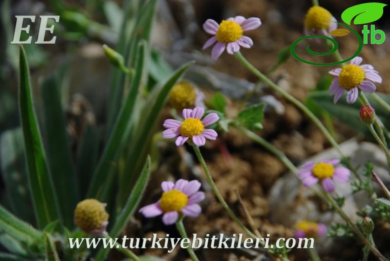 ssp carnea-Elmalı-Antalya