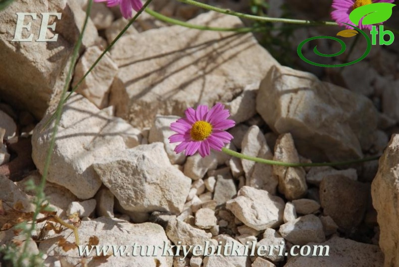 ssp carnea-Elmalı-Antalya