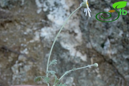 Datça-Muğla