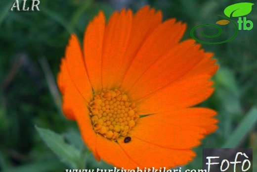 subsp. fulgida-İtalya