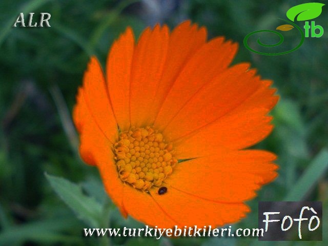 subsp. fulgida-İtalya