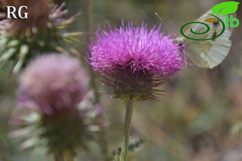 ssp acanthoides-Sandras