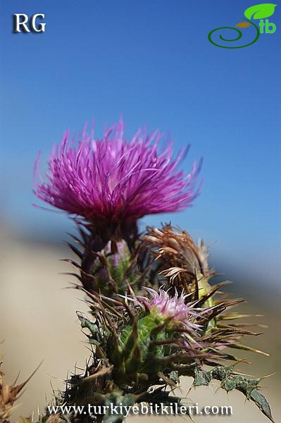 ssp acanthoides-Abant-Bolu