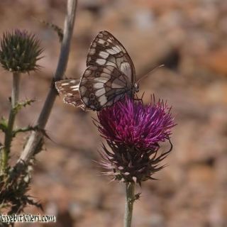 Amanos dağları-Osmaniye