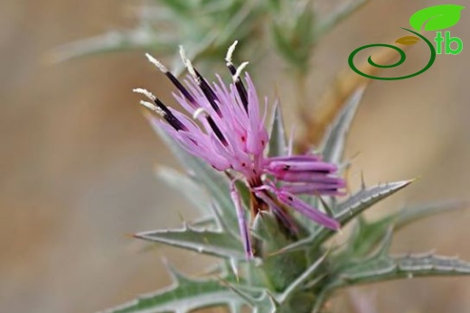 ssp. glaucus-Osmaniye