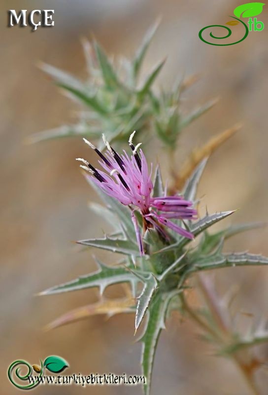 ssp. glaucus-Osmaniye