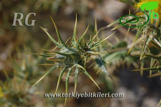 Mihalıççık-Eskişehir