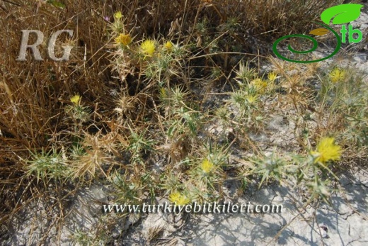 Mihalıççık-Eskişehir