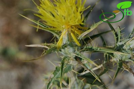 Mihalıççık-Eskişehir