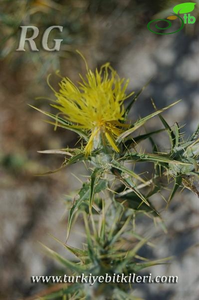 Mihalıççık-Eskişehir