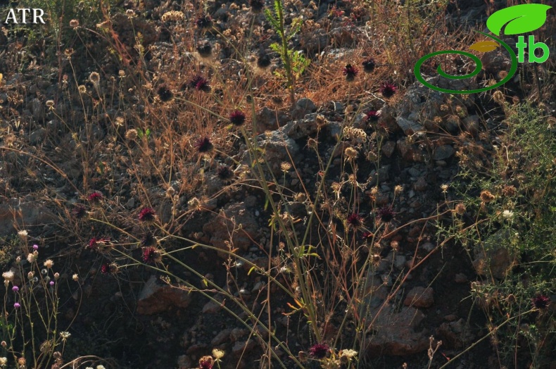 var. antiochia-Alanya