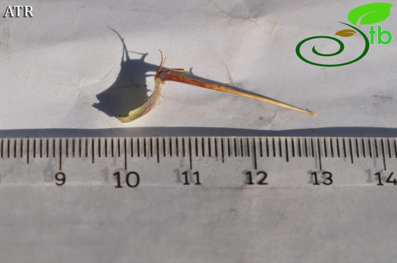 var. antiochia-Alanya