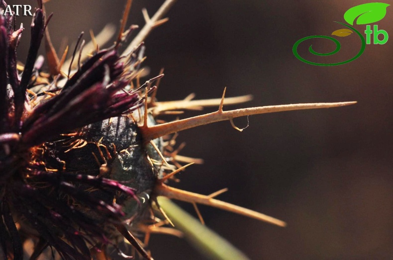 var. antiochia-Alanya