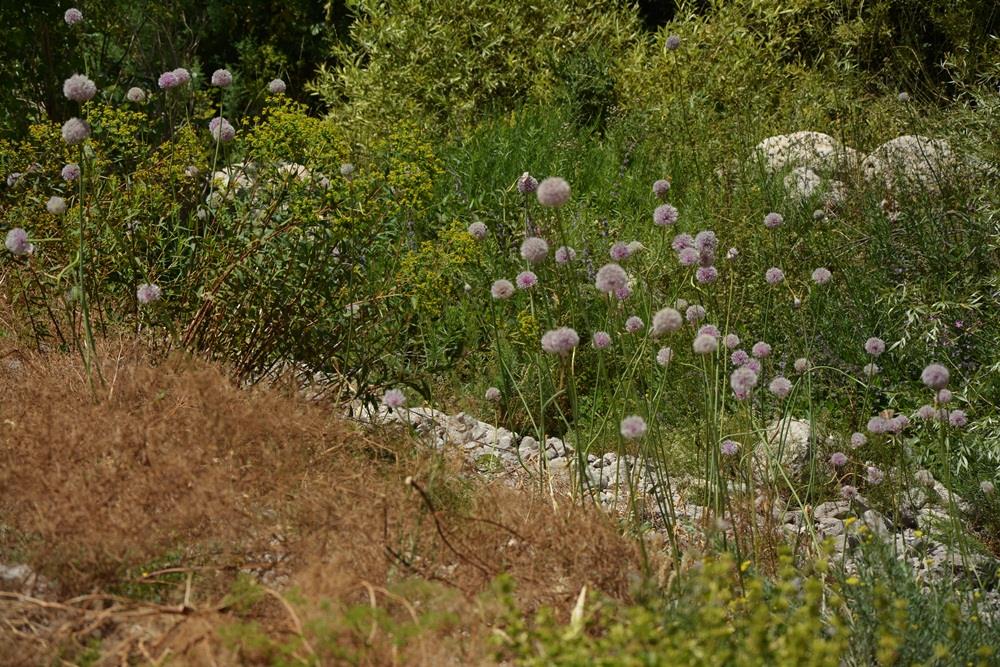 Allium tuncelianum