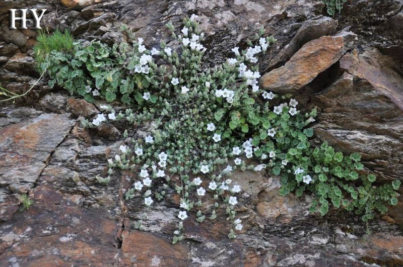 Campanula phitosianaHYIzmir