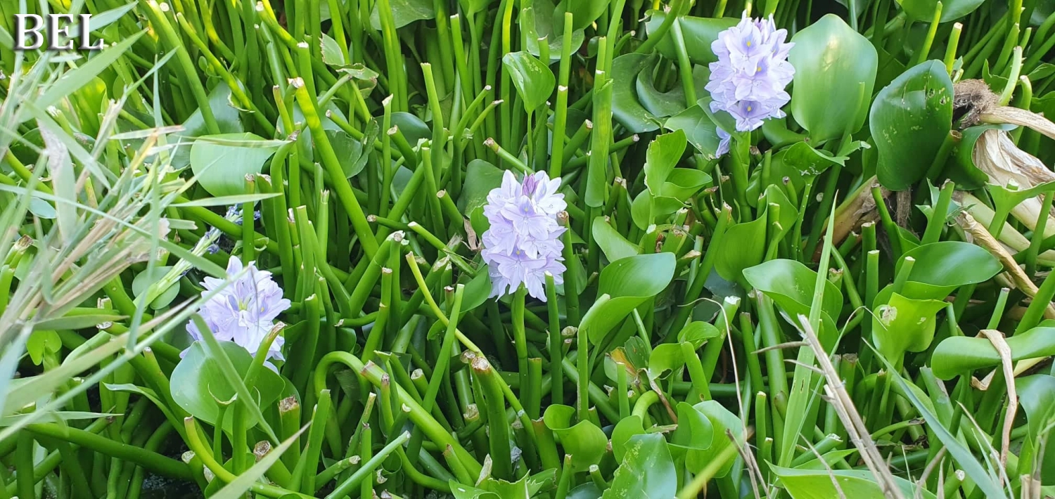 Eichhornia crassipesBELDAlaman4