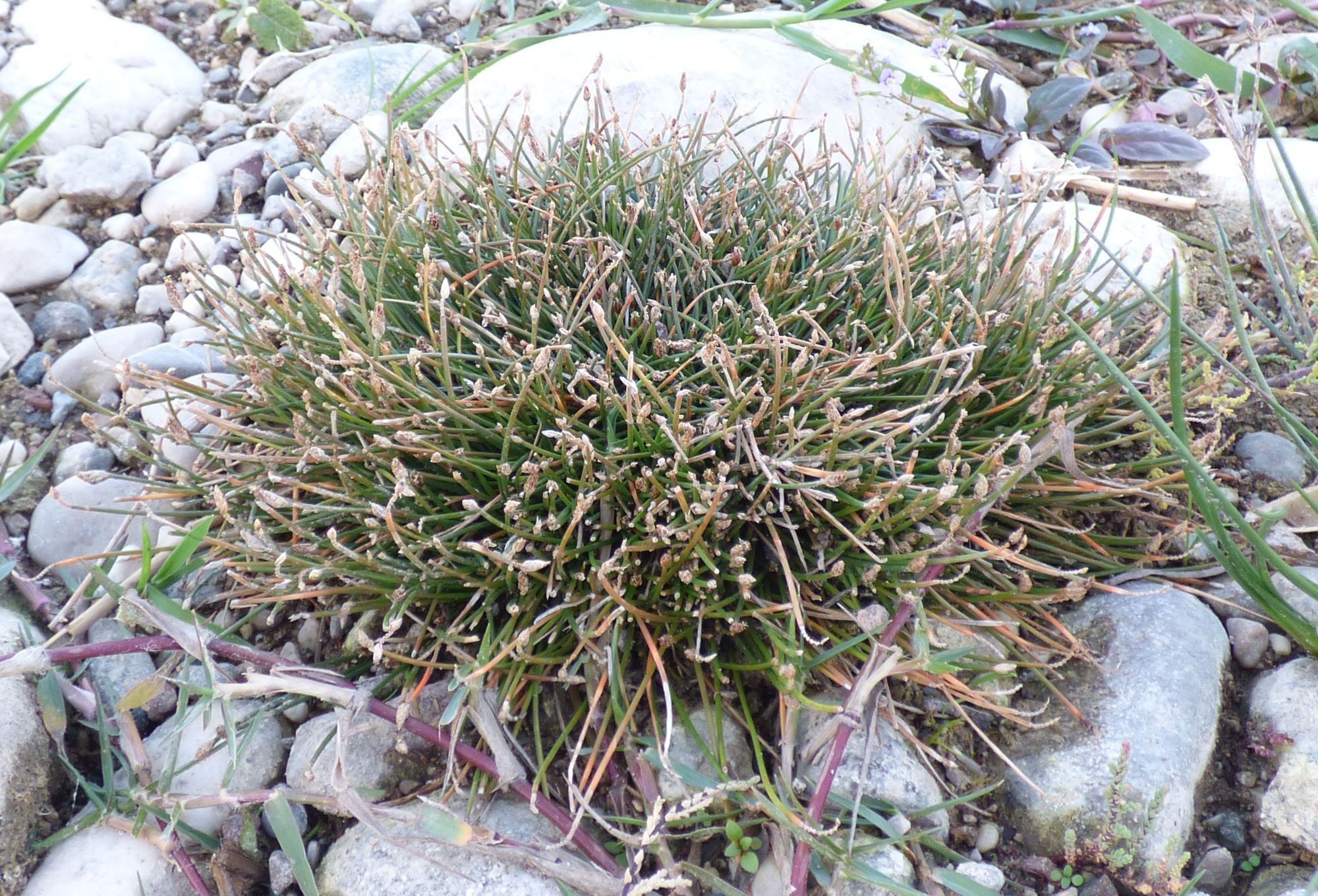 Eleocharis divaricata030