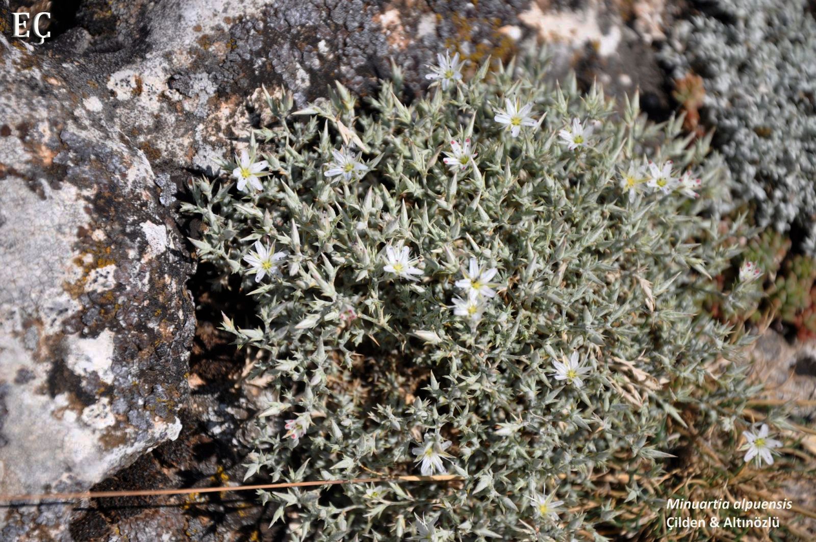 Minuartia alpuensis