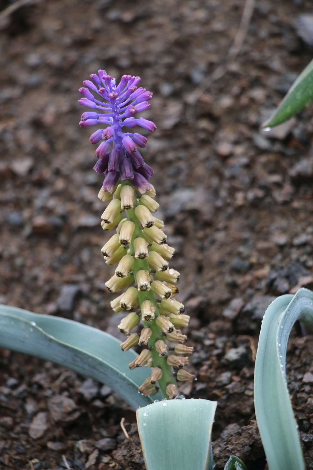 Muscari erzincanicumIEkerErzincan2