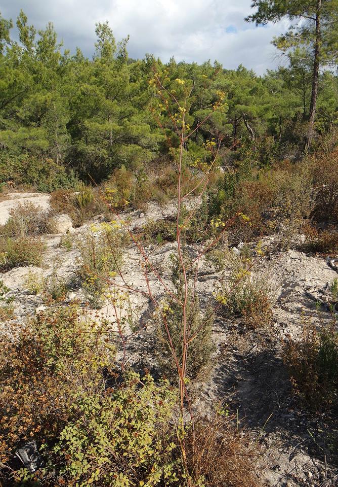 Peucedanum guvenianumHY