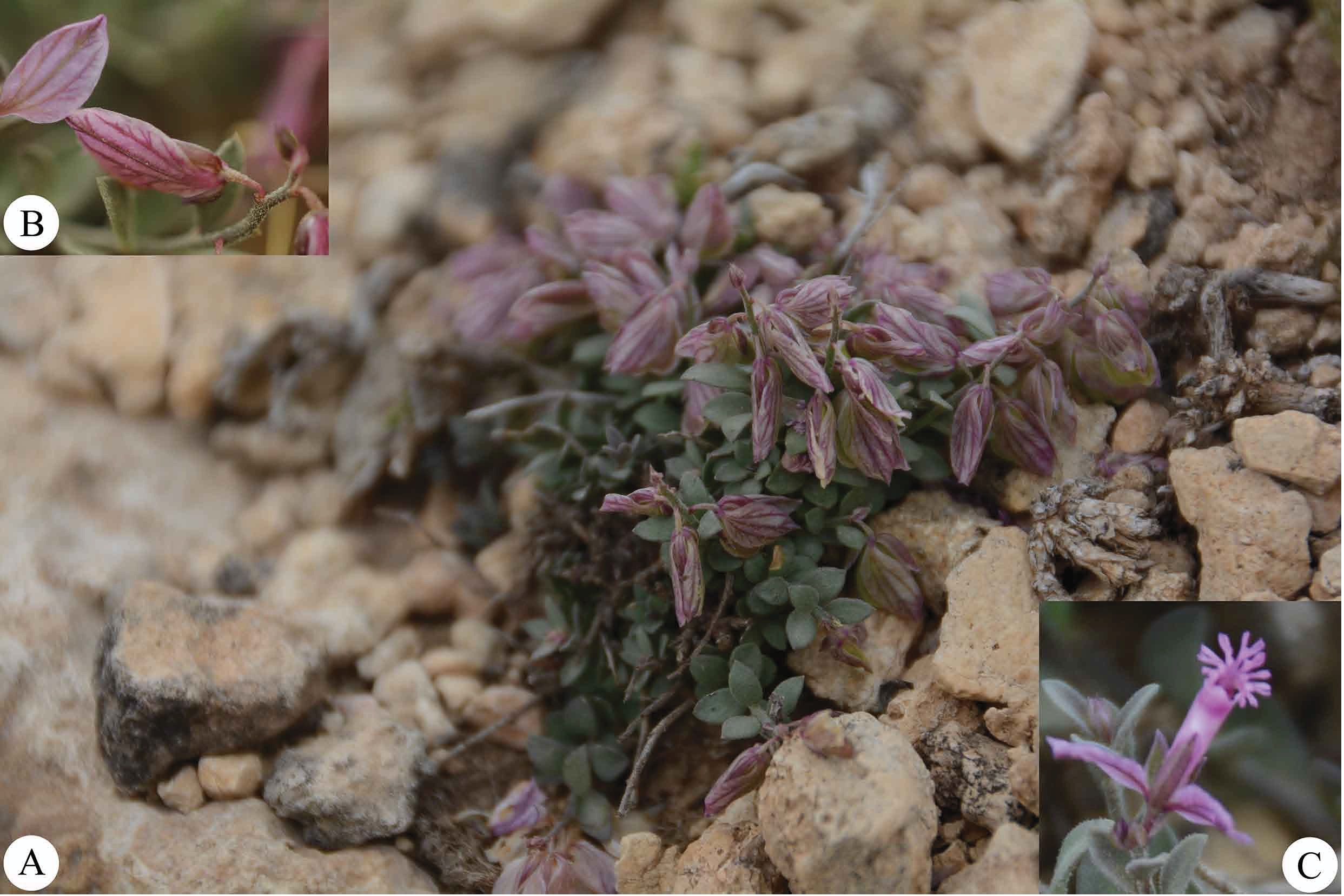 Polygala azizsancarii2