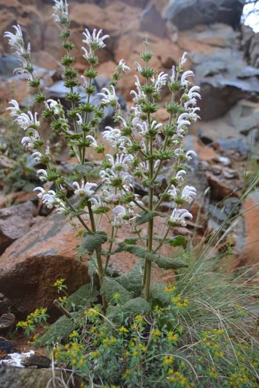 Salvia argentea Sandras DSC 7698