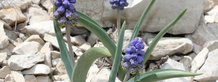 Bellevalia bayburtensisHYBayburt