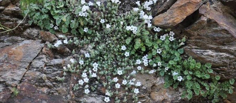Campanula phitosianaHYIzmir