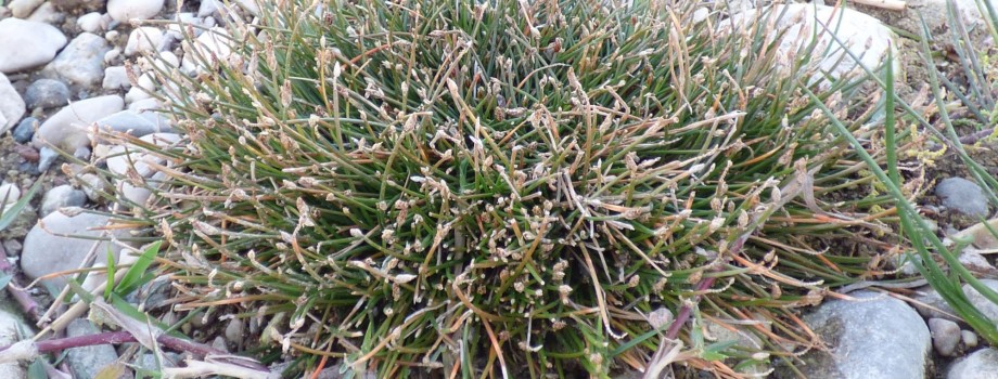 Eleocharis divaricata030