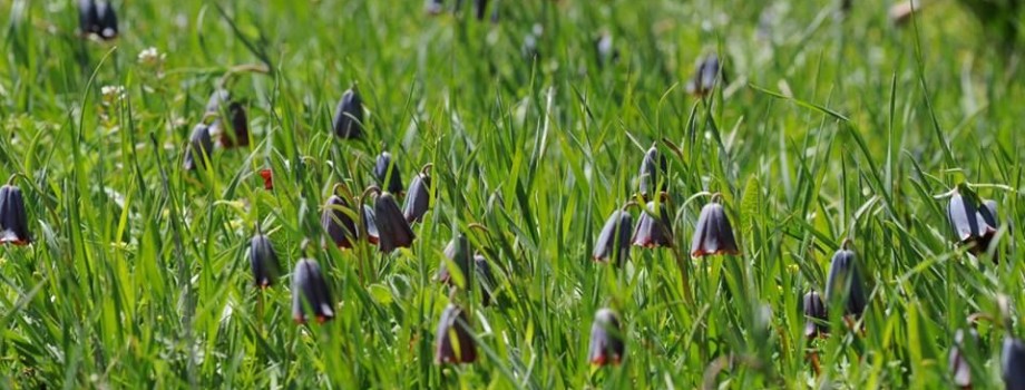 Fritillaria ozdemir elmasiiBE RO5