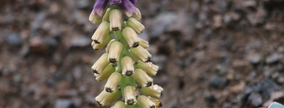 Muscari erzincanicumIEkerErzincan2
