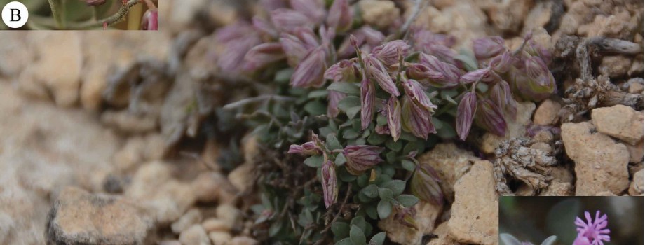 Polygala azizsancarii2