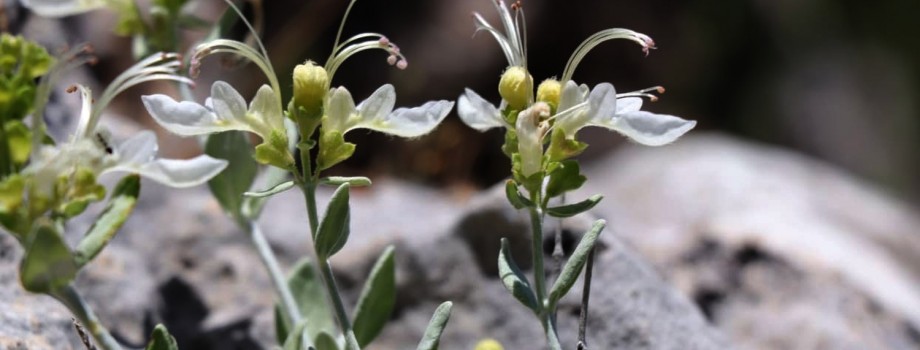 Teucrium turcicumÖÇeçen