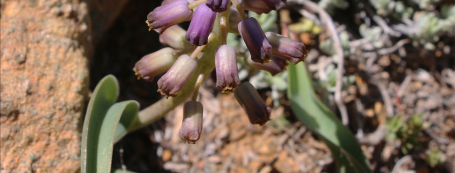 Muscari_muglaensisHY6.jpg